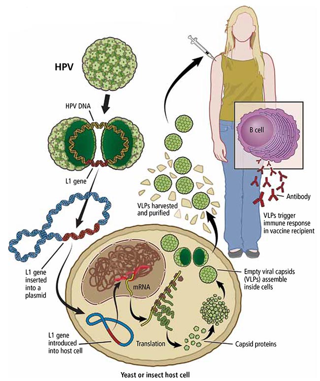 How HPV vaccines are produced